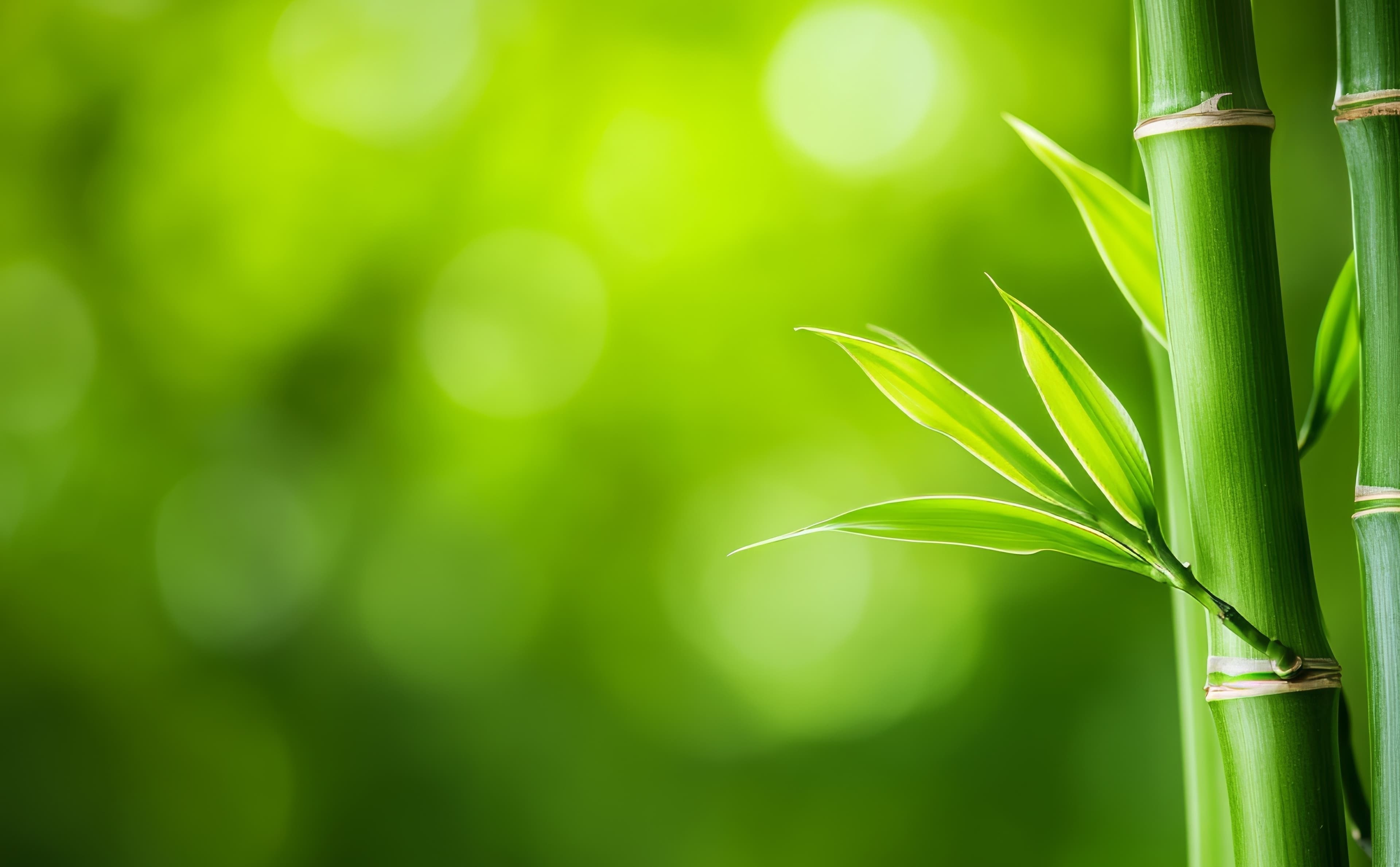 Bamboo grove